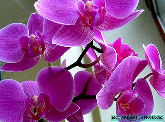 Malini ama-orchid blooms - imithetho yokunakekela