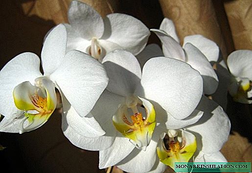 Eseesega ma ituaiga o Orchids - faʻamatalaga ma le tausiga