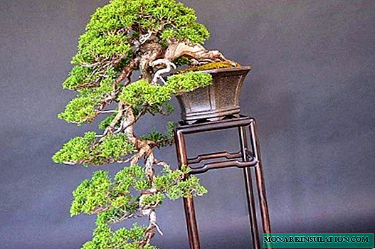 Pino bonsai DIY no xardín