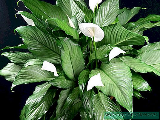 Spathiphyllum Sweet Chico - карактеристики и слични сорти