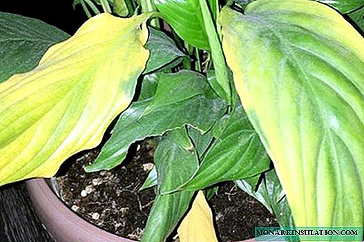 Spathiphyllum - godhong dadi kuning: panyebab lan perawatan
