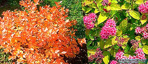 Spiraea japonica жана ак - описание, отургузуу жана сактоо