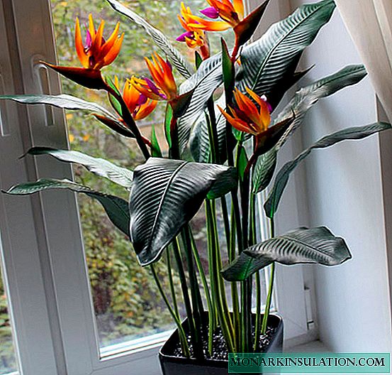 Strelitzia-blom: voorbeelde van versorging en tuis groei