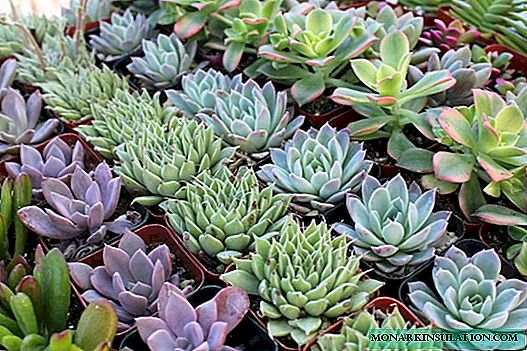 Succulents: lênêrîna malê û cûreyên bingehîn ên malbatê