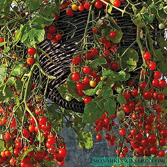 Ampulalı pomidor və ya pomidor - çeşidləri, təsviri və xüsusiyyətləri