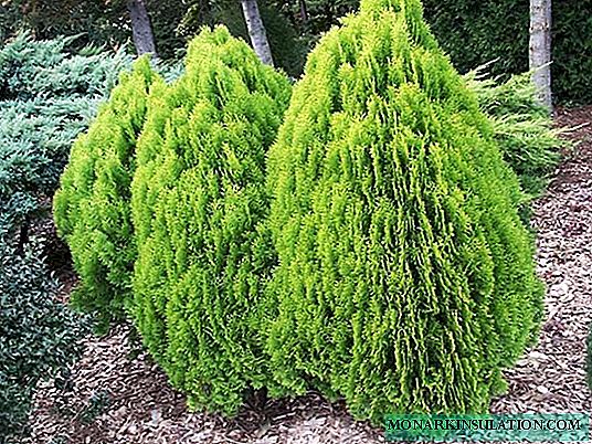 Pinus Nana Aurea Orientales - description de variis