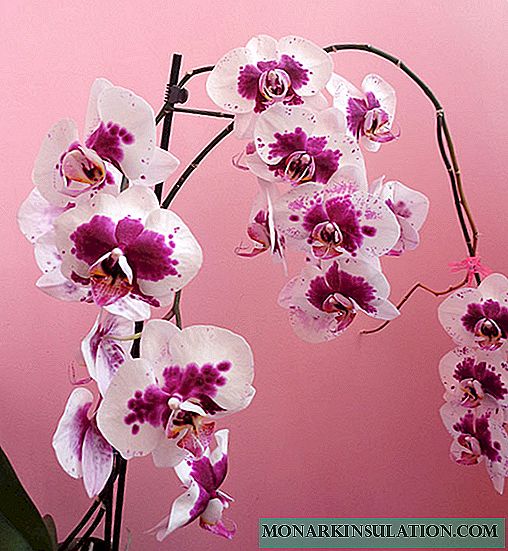 As orquídeas teñen pingas nas follas