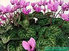 Kujdesi për shtëpinë lule alpine violet