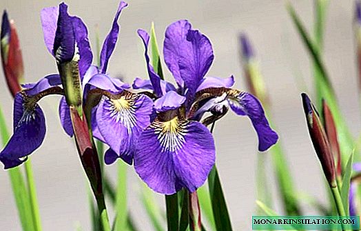 Pfleeg Irisen nom Blummen - wann Dir Blieder braucht