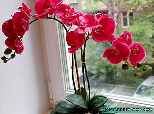 Orchideefleeg: Beispiller fir eng Blummen doheem ze wuessen