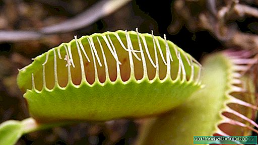 Venus flytrap - daryeelka guriga