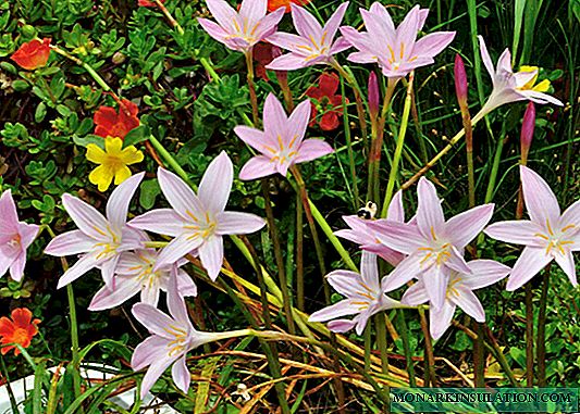 انواع گل Zephyranthes - مراقبت از منزل