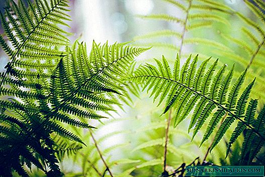 Ferns növləri - qapalı və yerli bitkilər