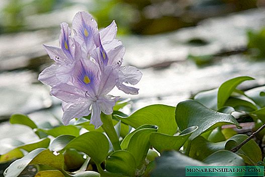 Eichornia water hyacinth: pagtatanim at pangangalaga