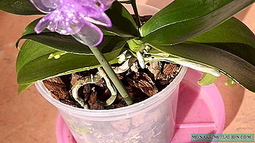 Mgbidi nke orchid nke ikuku: ntụghari na Nhọrọ ndi ozo