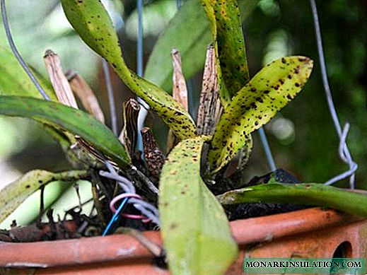 Orchid зыянкечтери: дарылоо параметрлери жана зыянкечтерине каршы күрөшүү боюнча