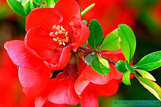 Японы quince бут сөөг - ургамал, жимсний тодорхойлолт