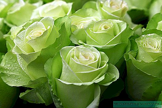 Green rose - mefuta e sa tsoaneng, e leng