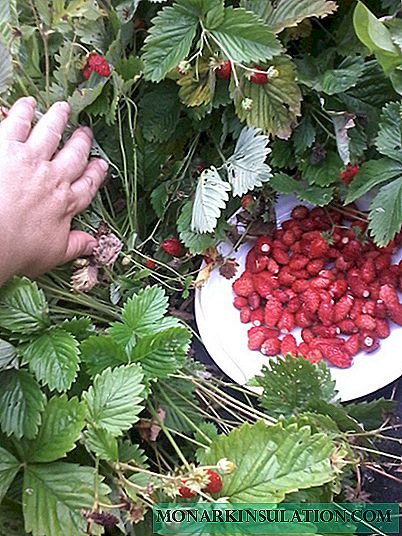 Strawberry aiga - tupu mai fatu poʻo totonu o strawberries