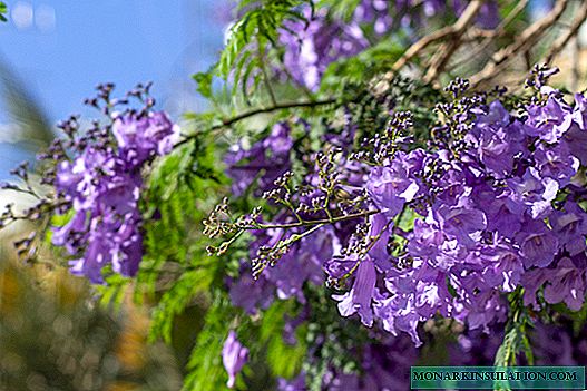 Jacaranda - lignum et purpura flores,