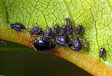 XVIII species of aphids, fabam, cerasus, brassica et alia. Pestis imperium effective