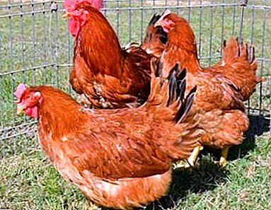 ວິທີການເຮັດໃຫ້ paddock ຮ້ອນທີ່ດີກັບ aviary ສໍາລັບ 30 ຫຼື 100 hens ທີ່ມີມືຂອງທ່ານເອງ? ຮູບພາບ