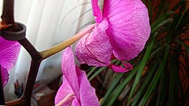 6 idi fun awọn ododo ti orchid. Kilode ti awọn ododo fi gbẹ, awọn ọna lati fipamọ ọgbin naa?