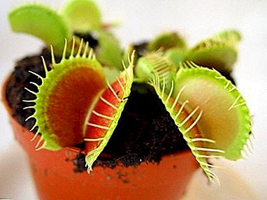 Дали знаете како да растете flytrap на Венера од семе?