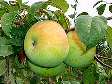 Oh, çfarë mollë e shijshme "Mars": një përshkrim i varietetit dhe karakteristikave të tij