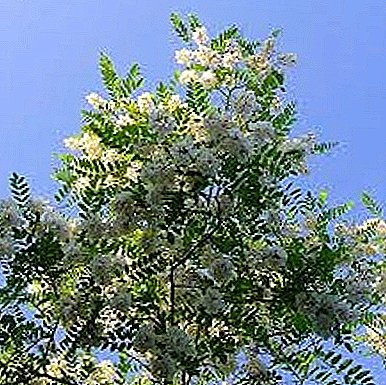 Acacia сафед - арӯсии боғи шумо