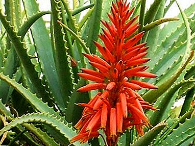¿Aloe florece unha vez en cen anos? Cal é a planta chamada popularmente o "Agave"?