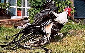 اشراف مرغ - نژاد تزئینی ققنوس (یوکوهاما)
