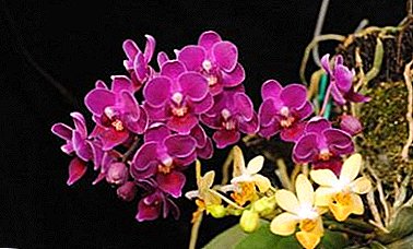 Aristocratic alatu orchid Multiflora: yadda za a yi girma da flower da kula da shi?
