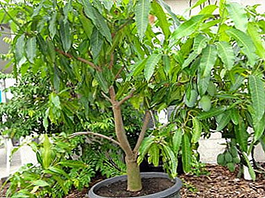 Мирисна манго дома: како да расте, кои се карактеристиките на нега и одгледување?