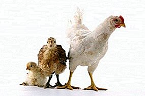 Tavuklarda A vitamini çatışmazlığı təhlükəsi nədir və niyə quşun gedişi dəyişir?