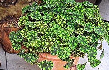 Begonia Bower kalawan daun macan - kageulisan sareng wungkul