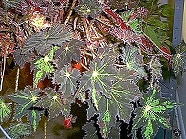Begonia Cleopatra - ички иштер органына же батирде мыкты жасалгалоо
