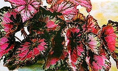Royal Begonia - haholo-holo mofumahali ea hōlileng oa begonia
