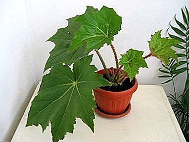 Begonia Vorotnichkovaya - skrautblómstrandi planta frá Mexíkó