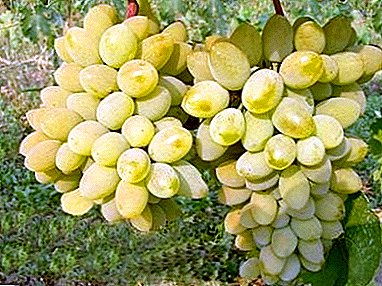 Híbrido branco ou rosa de pais eminentes: variedade de uva Timur
