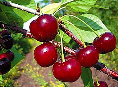Belarusian matagofie faʻalelei - cherry Zhivitsa