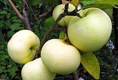 Biologically valuable varietate apples - Phoenix Altai iii Galii