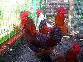 Mabilis na lumalagong lahi na may mahusay na kalamnan mass - Magyar chickens
