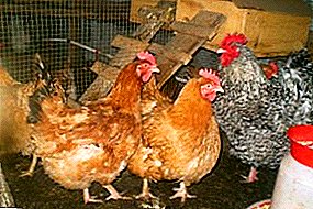 हंगेरियन जायंट - जातीच्या मोठ्या पेशी द्रव्यासह जलद वाढणारी कोंबडी