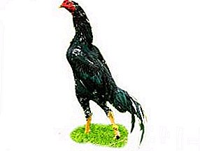 शमो प्रजनन - एक प्राणघातक हल्ला दृष्टीक्षेप सह कोंबडी मारणे