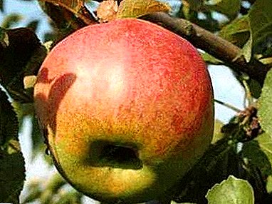 Խոշոր եկամտաբերությունը եւ համեղ պտուղները կտրամադրեն մի շարք խնձոր ծառ "Երիտասարդություն"