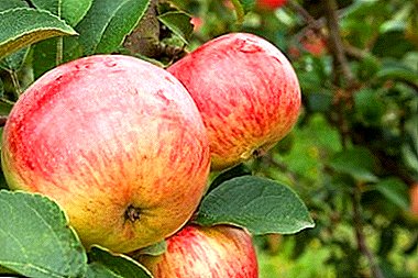 Боровинка - различни јаболка, популарни во Русија и во странство