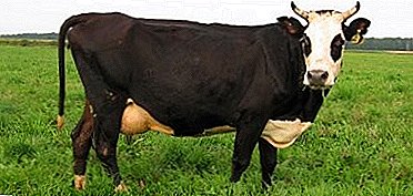 Burenki "Yaroslavl" breed - salah sahiji wawakil pangalusna tina arah susu