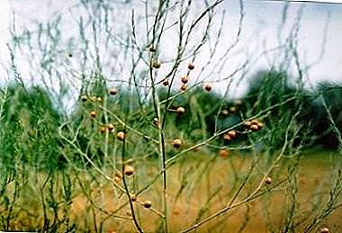 Kreskanta Asparagus officinalis en la malferma grundo, foto de planto