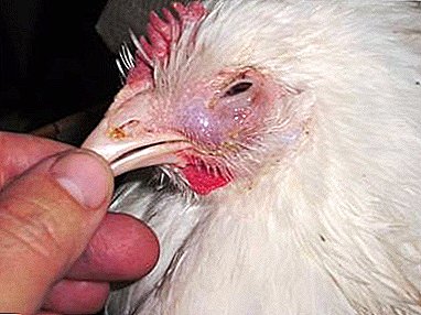 कोंबडीची सामान्य डोळा रोग. लक्षणे आणि उपचार पद्धती